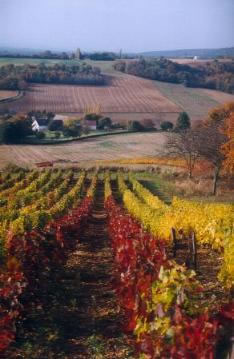 Vignes